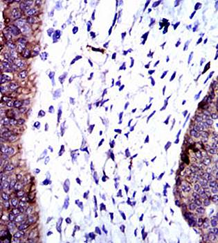 ALPL Antibody抗体，orb97442，biorb