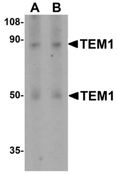 TEM1 Antibody抗体，orb1240088，bio
