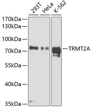 TRMT2A Antibody抗体，orb1257232，b