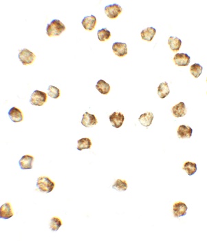 MIB1 Antibody抗体，orb1239439，bio