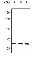 NT5C1B Antibody抗体，orb224154，bi