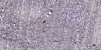 Sp1 (phospho Thr739) rabbit pA