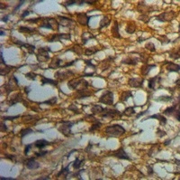 MYO10 Antibody抗体，orb515564，bio