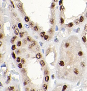 DNMT3B Antibody抗体，orb1292517，b