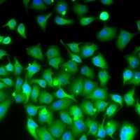 MOX-1 Antibody抗体，orb667261，bio