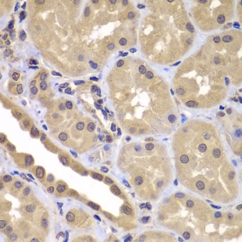 BAG2 Antibody抗体，orb1256198，bio