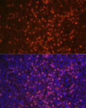 CR2 Antibody抗体,orb1255859,bior