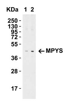MPYS Antibody抗体，orb1239632，bio