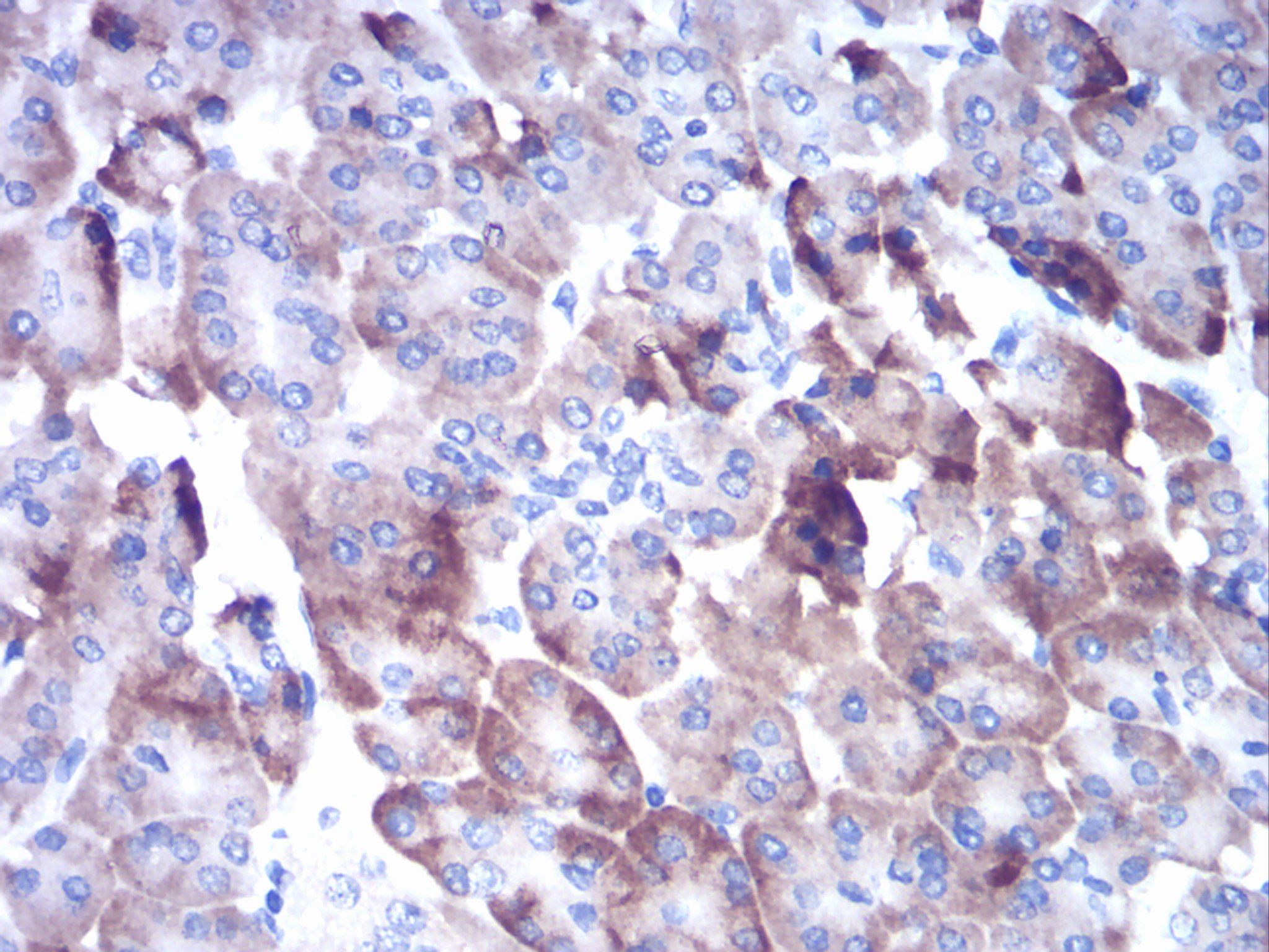 CTSD Antibody抗体,orb197765,bior