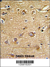 IMMT Antibody抗体，orb1264499，bio