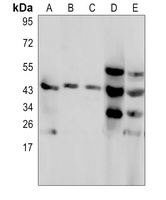 C4BP beta Antibody抗体，orb341049
