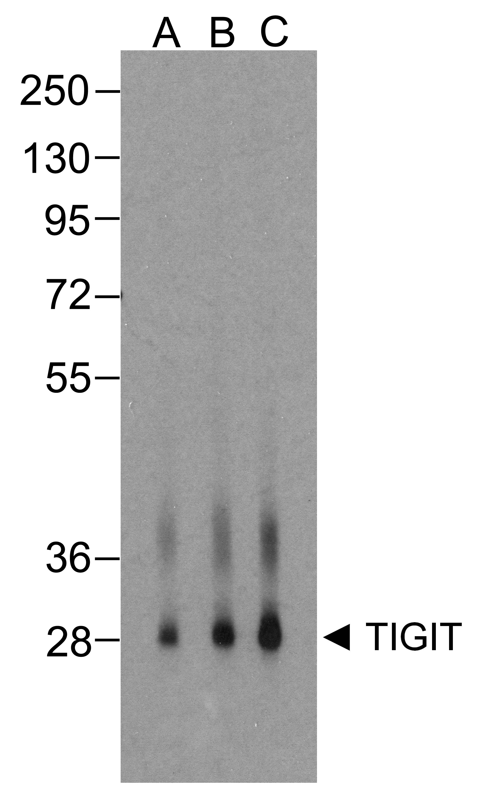 TIGIT Antibody [4A11]抗体，orb124