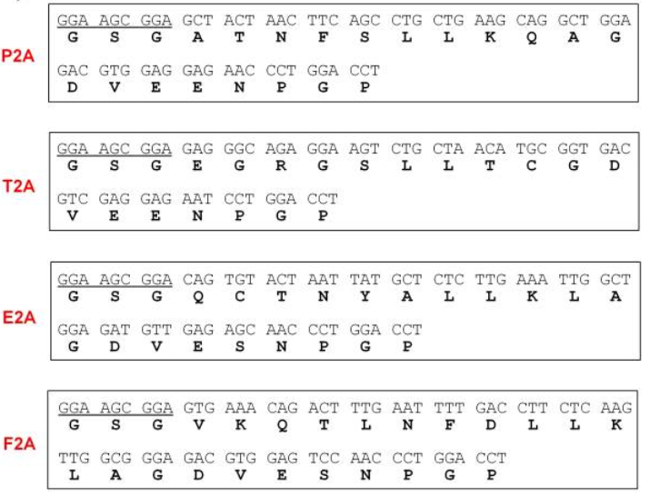 多基因表达，连接元件2A和IRES如何选择？