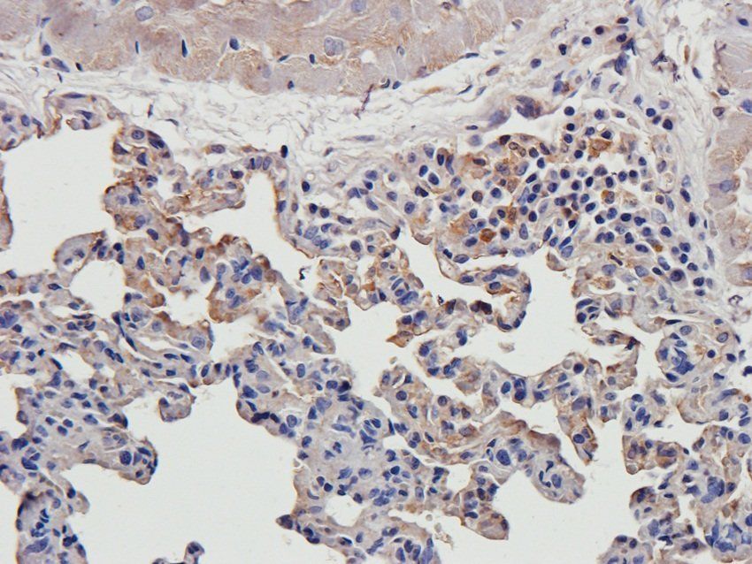 EPX antibody抗体，orb382913，biorb