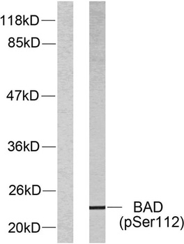 Bad (phospho Ser112) rabbit pA