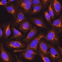 SDHB Antibody抗体，orb411826，bior