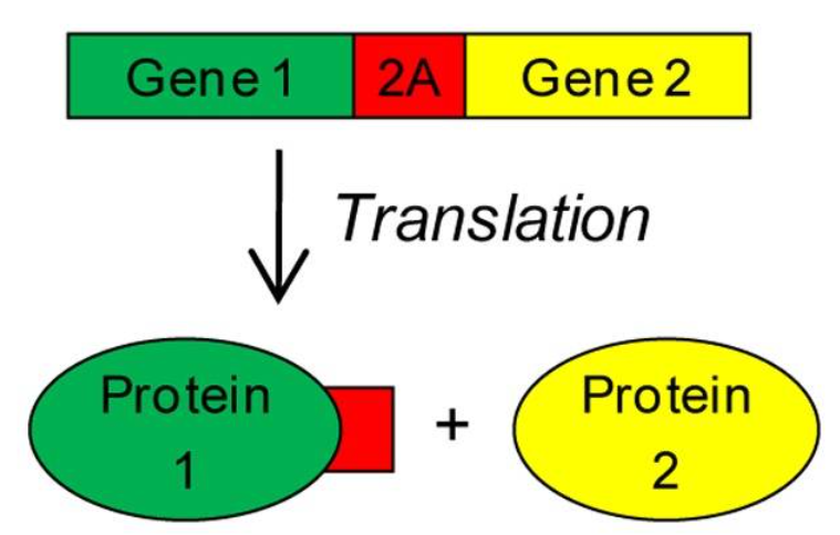 多基因表达，连接元件2A和IRES如何选择？