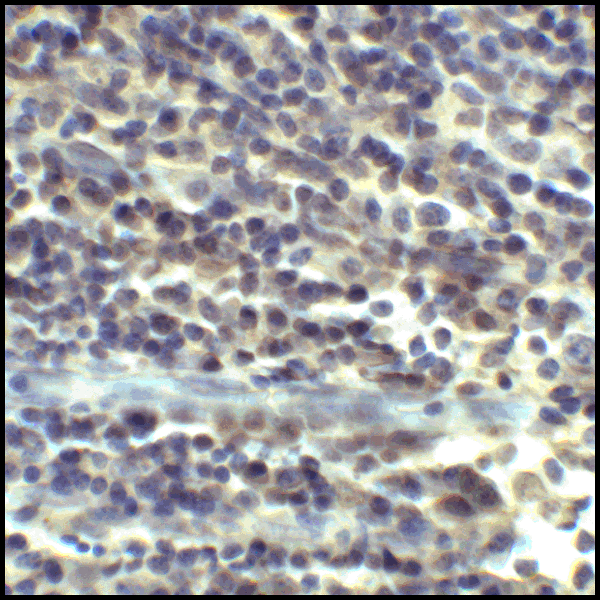 CD80 Antibody [12D9]抗体，orb1239
