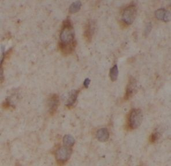 TWSG1 Antibody抗体,orb632264,bio