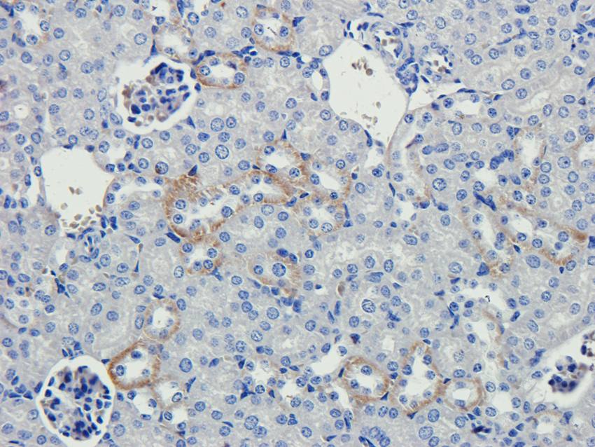 Cubilin antibody抗体，orb4997，bio