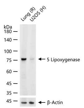 5 Lipoxygenase Recombinant Rab