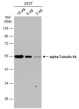 alpha Tubulin 1A antibody抗体，or