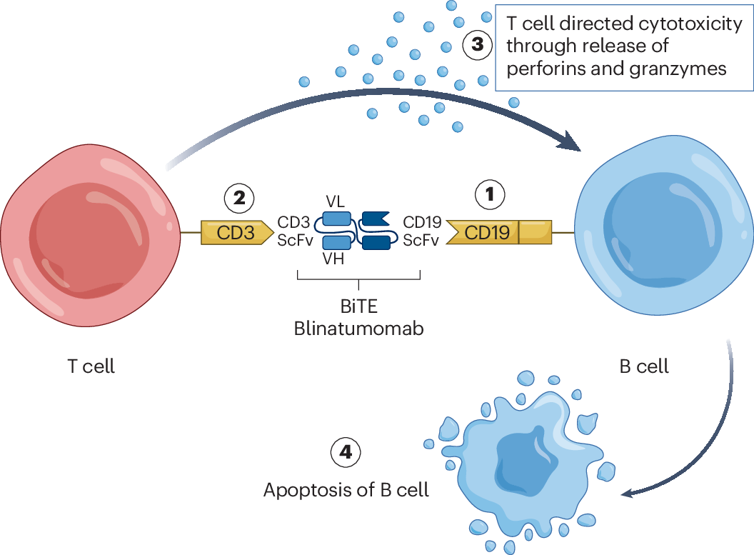 CD3/CD19/BCMA 从肿瘤免疫到自身免疫性疾病的多面利器