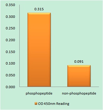 Filamin 1 (phospho Ser2152) ra