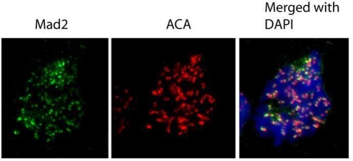 MAD2L1 antibody [C2C3], C-term