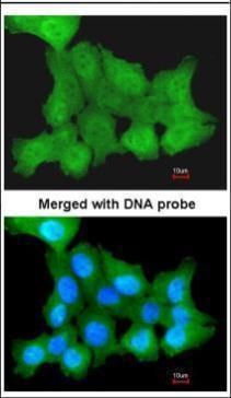 ZNF259 antibody [N3C3]抗体，orb55