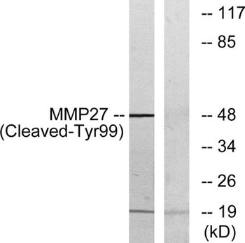 Cleaved-MMP-27 (Y99) rabbit pA