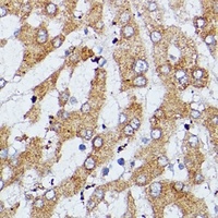 Vigilin Antibody抗体，orb666880，b