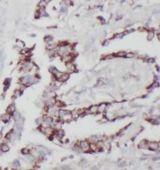 STX12 Antibody抗体，orb631681，bio