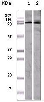 EphA1 Antibody抗体，orb97504，bior