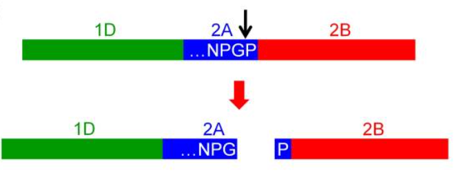 多基因表达，连接元件2A和IRES如何选择？