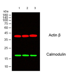 Calmodulin rabbit pAb抗体,orb764