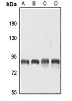 CD168 Antibody抗体，orb666910，bio