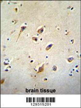 GOT1L1 Antibody抗体，orb1269973，b