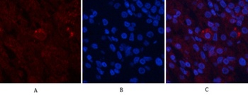 AP-1 rabbit pAb抗体，orb764543，bi