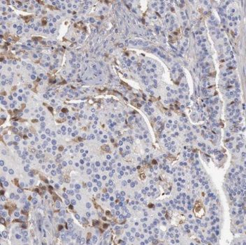 TRIM9 Antibody抗体，orb632157，bio