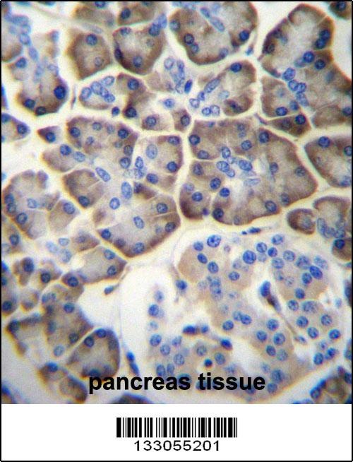 KCNV2 Antibody抗体，orb1269189，bi