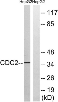 Cdc2 rabbit pAb抗体，orb764798，bi