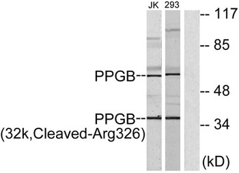 Cleaved-Cathepsin A 32k (R326)