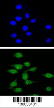 AIRE Antibody抗体,orb1270398,bio