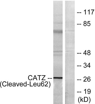 Cleaved-Cathepsin Z (L62) rabb