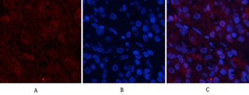 AP-1 rabbit pAb抗体，orb764543，bi