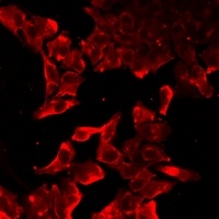 TLR7 Antibody抗体，orb411635，bior