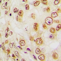 Ki67 Antibody抗体，orb515211，bior