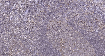 HMG-14 rabbit pAb抗体，orb768619，