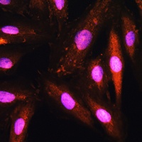 KAP3 Antibody抗体，orb412293，bior